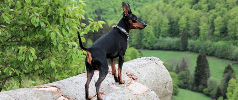 Pinscher nain